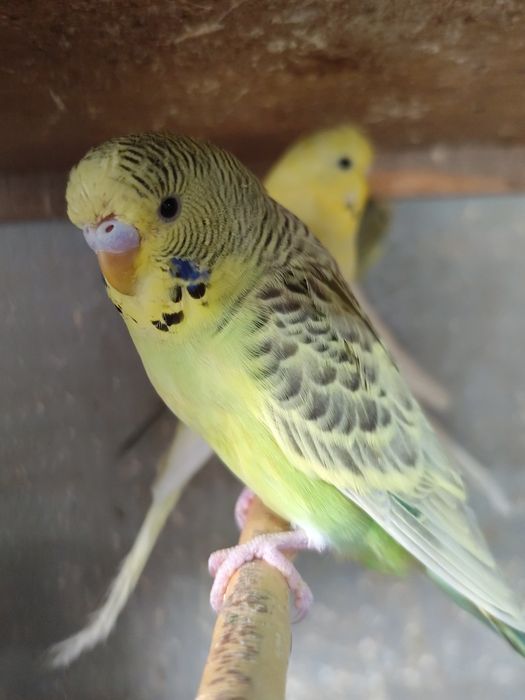 Peruși ,pui și tineret