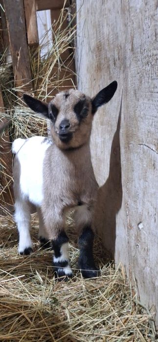 Vând iezi de capre pitice