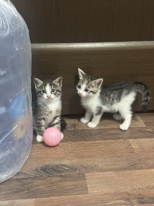 Отдам котят бесплатно, 1 мес.