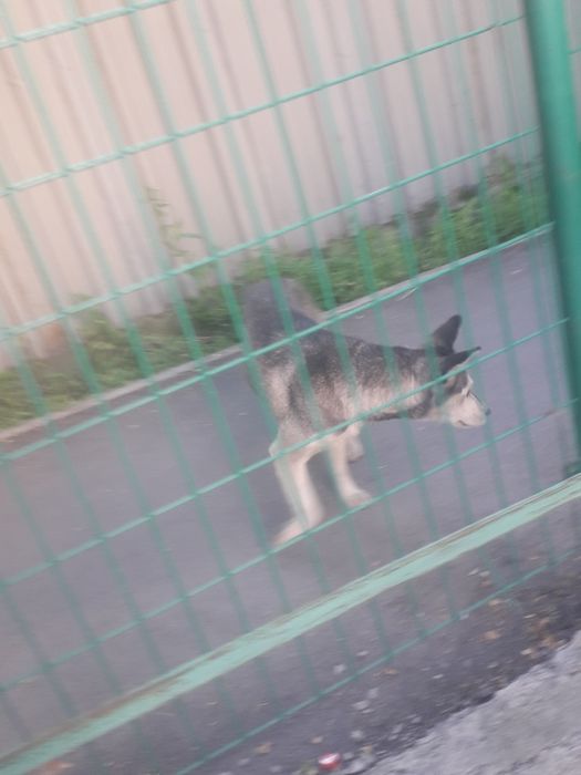 нашли собаку хаски