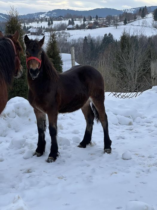 Vând mânză de 8 luni