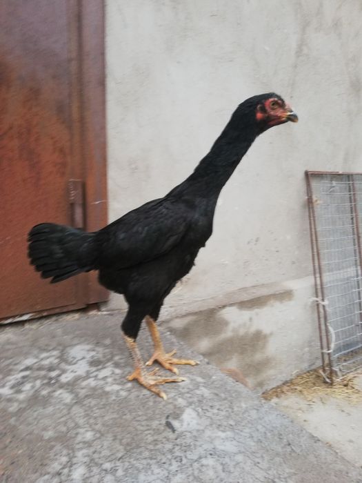 Продаются бойцовые молодки