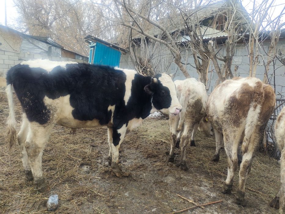 Сементал сиырлар атылады