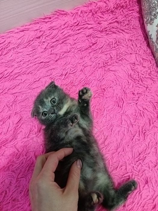Продам котёнка британка