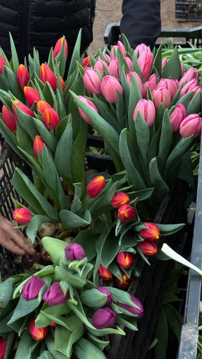 Свежие тюльпаны по супер-цене сегодня!