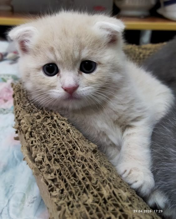 Продаются шотландские котята
