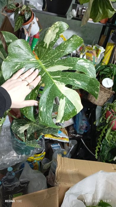 Монстера Тайское созвездие