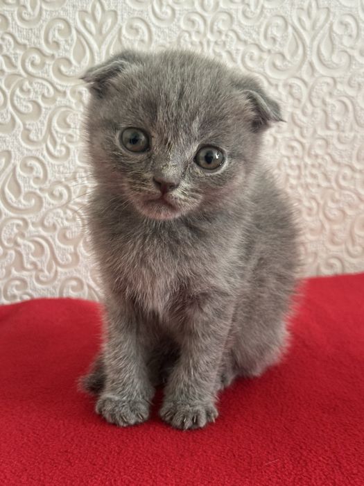 Кошка шатландские вислоухие