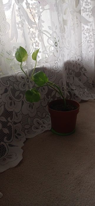 Цветя за 8-ми март, цвете за градината, седуми в саксия, кактуси