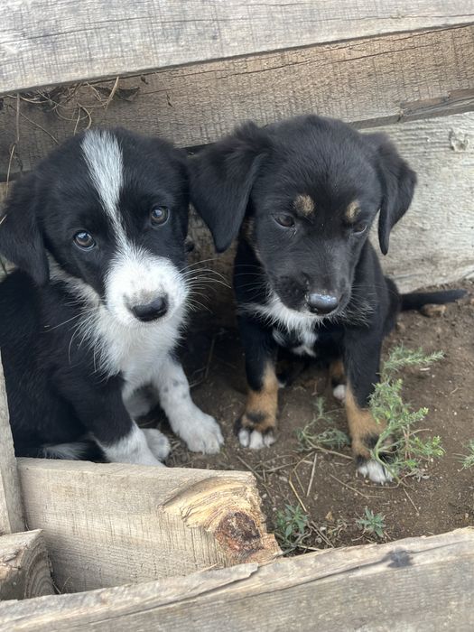 Отдадим щенят в хорошие руки !!