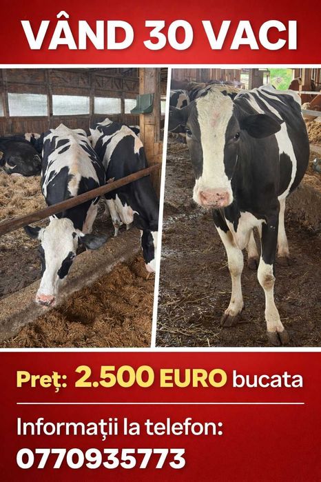 Vand 15 vaci cu lapte se vand doar ampreuna nu cu bucata