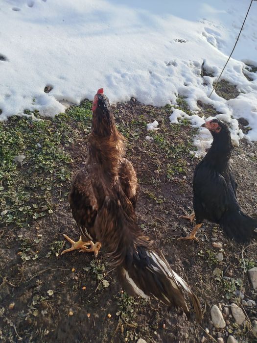 Продам пару даканов