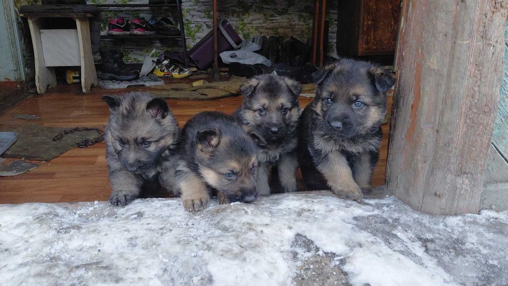 щенки немецкой овчарки