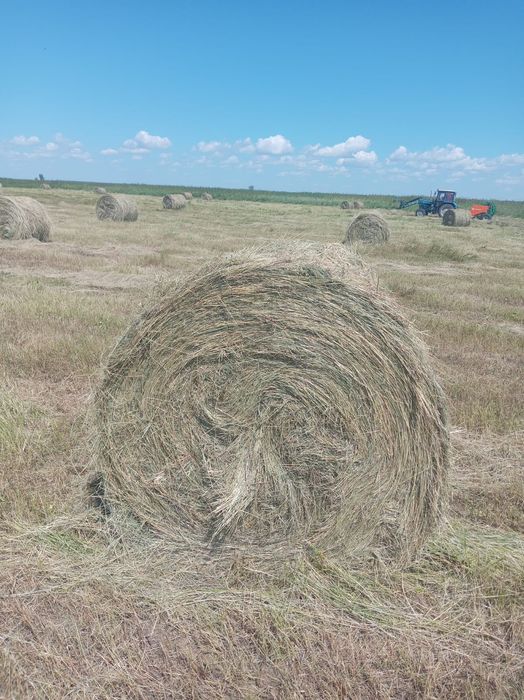 Продам сено в рулонах