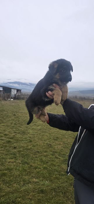 Свободни Немски Овчарки