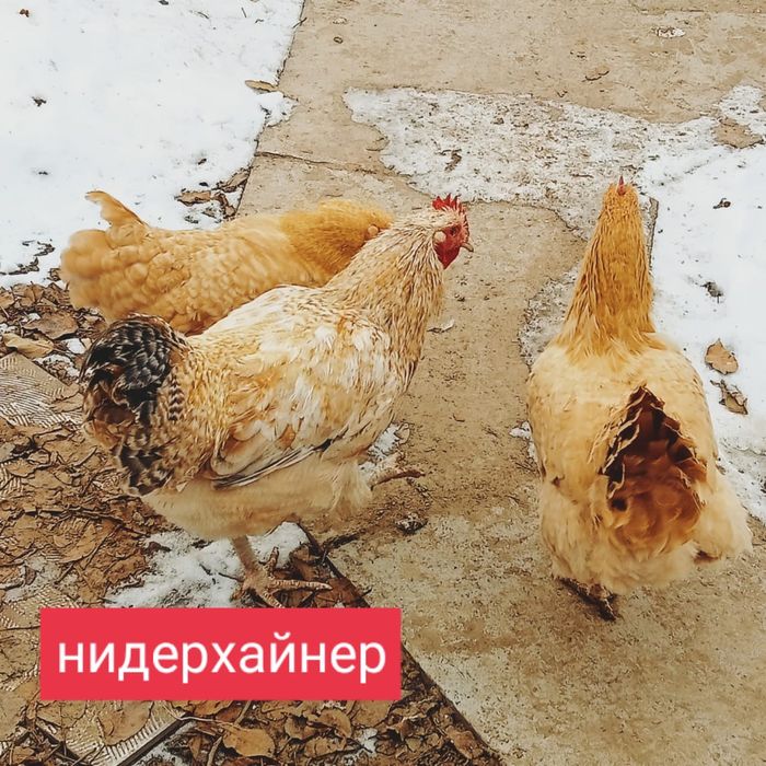 Инкубационные яйца