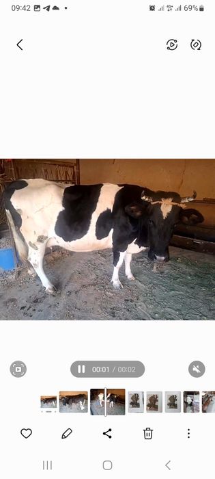 Qora mol sotiladi bo'g'oz