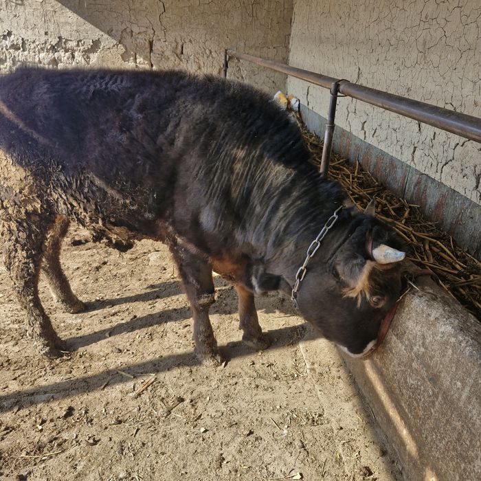 Продам быка 600 000тг