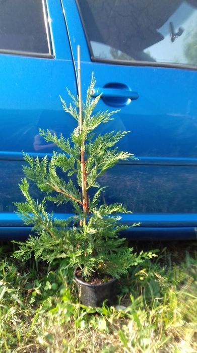 Leylandii / Tuia Smaragd / Laur Englezesc Novita / Photinia Red Robin