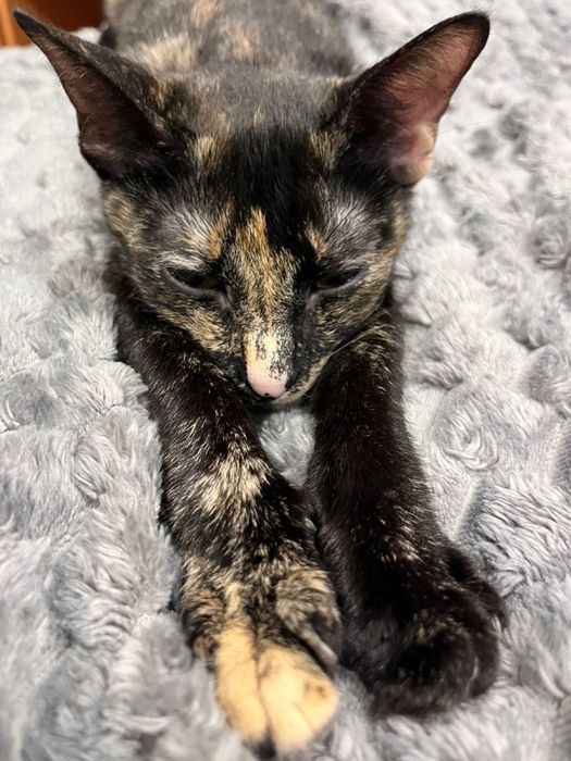 Отдам даром срочно