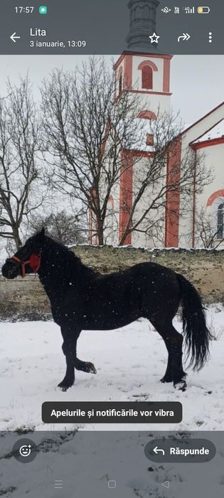 Armăsar de vânzare