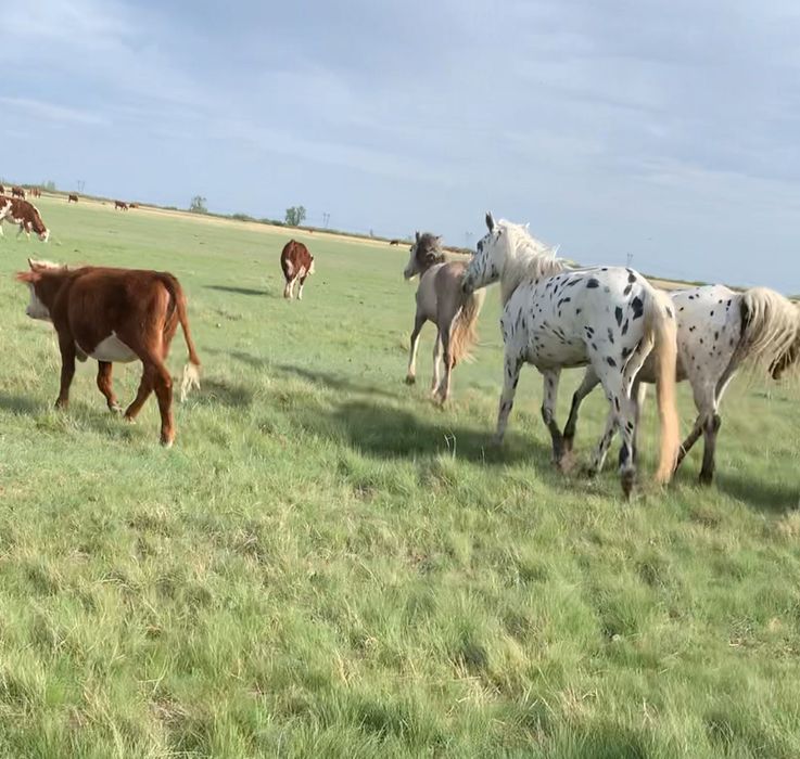 Продам  шубар 3 летка