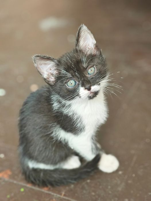 Adopție pui de pisica - doar in interior