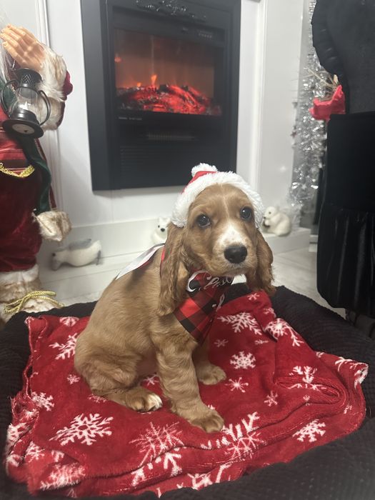 De vânzare Cocker Spaniel – 2 luni