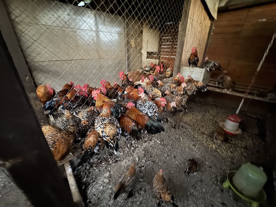 Mii de flori auriu portelan pasari rasa pitica incaltata