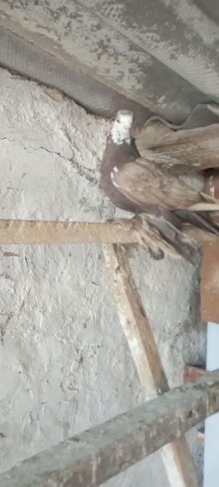 Голуби    Алматы