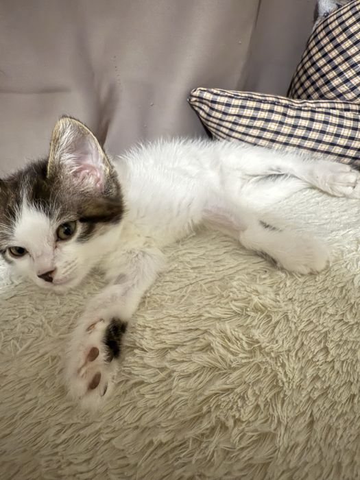 котенок в добрые руки