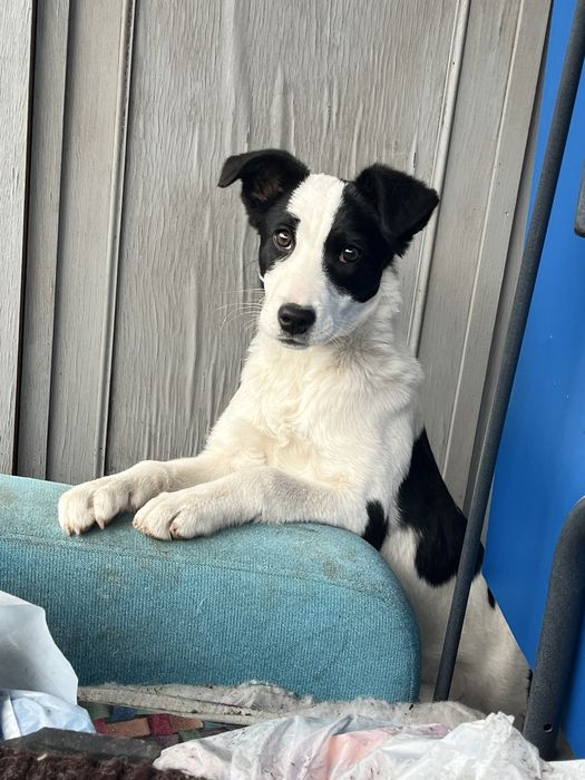 щеночек (девочка)