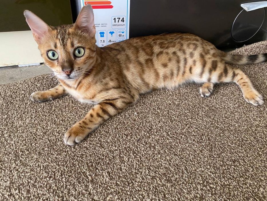 Bengal Leopard ayol