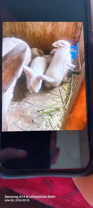 Văd 7 iepurași Secuiesc lila