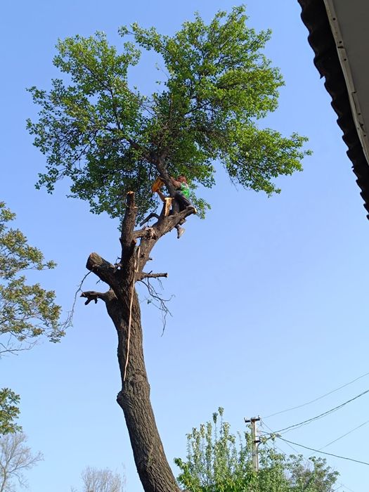 Богбон. Хизмати. Малакали