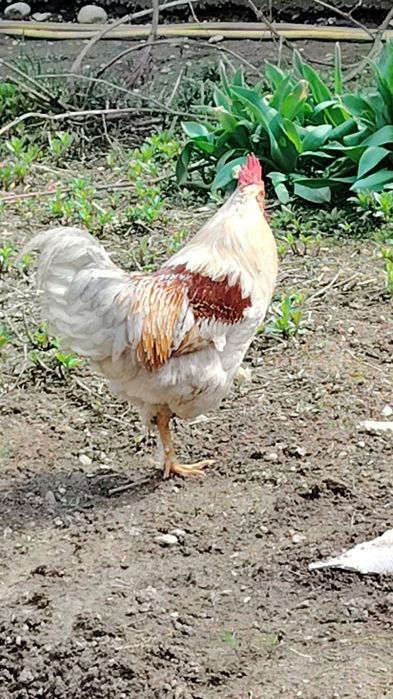 Продаётся петух домашний хороший