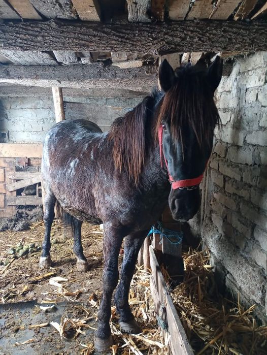 Vând Armăsar de 8 ani