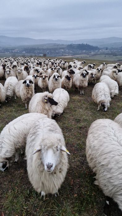 Oi tinere de vanzare