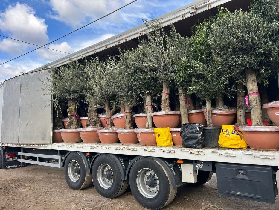 Plante  tuia  maslin  copaci