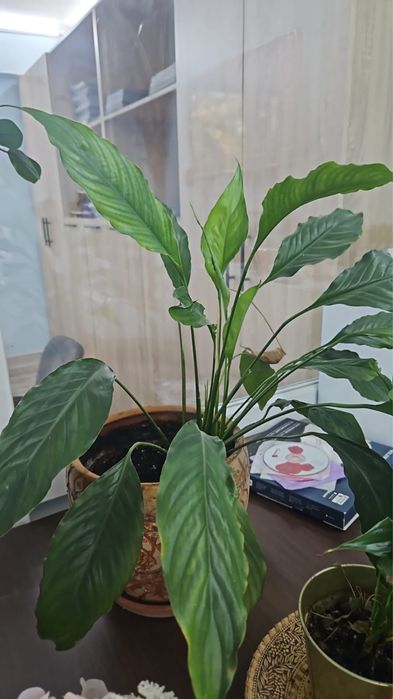 продам комнатные цветы