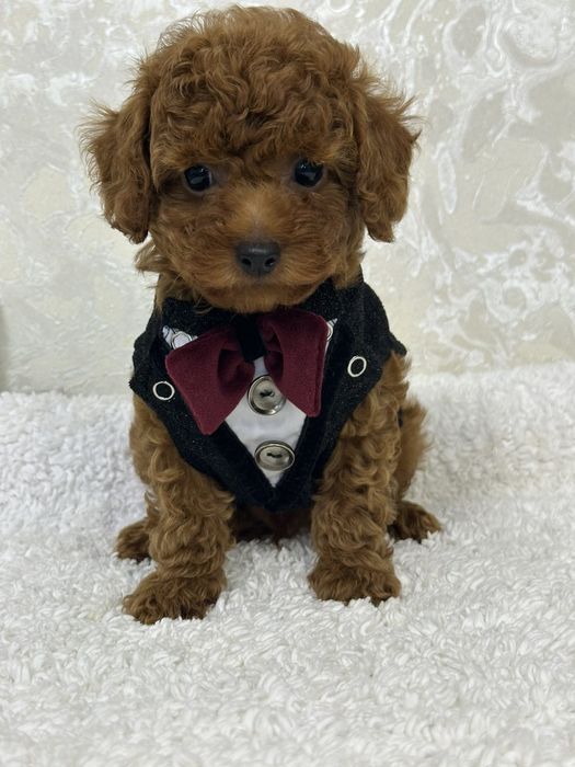 Poodle mini toy pedigree