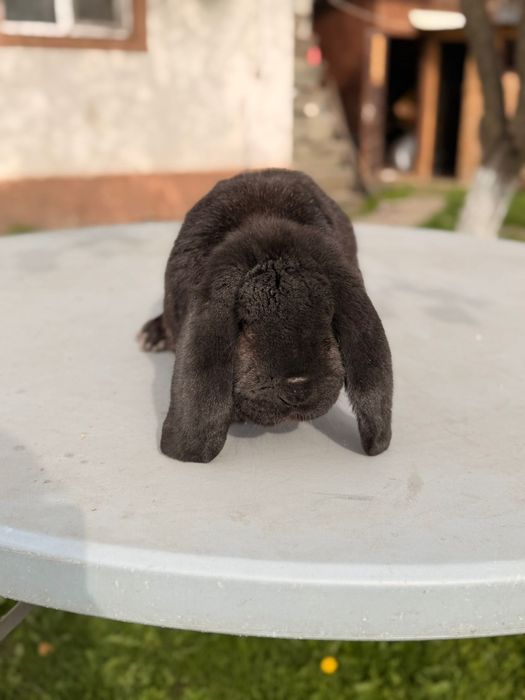 Vând iepuri  de rasa