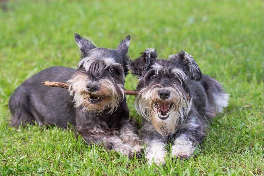 Продавам мъжко куче шнауцер с родословие