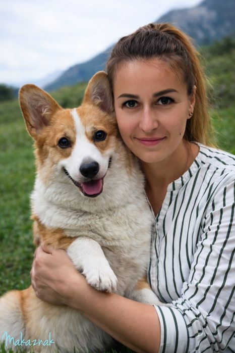 Вельшкорги пемброк