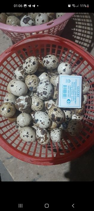 Белый Гигант Бедана гошти