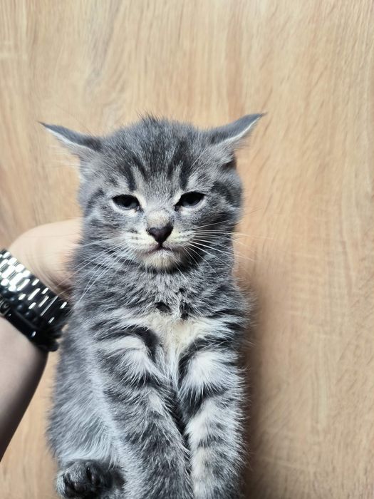 Продам шотландских котят