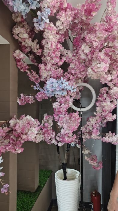 Декоративные деревья