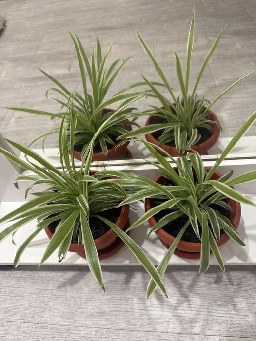 Продам цветы комнатные