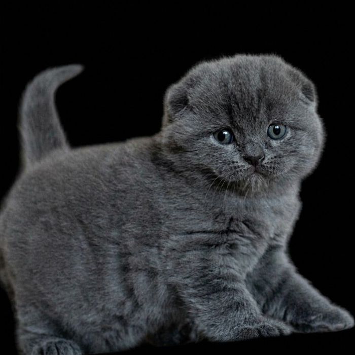 Продажа шотландских котят!