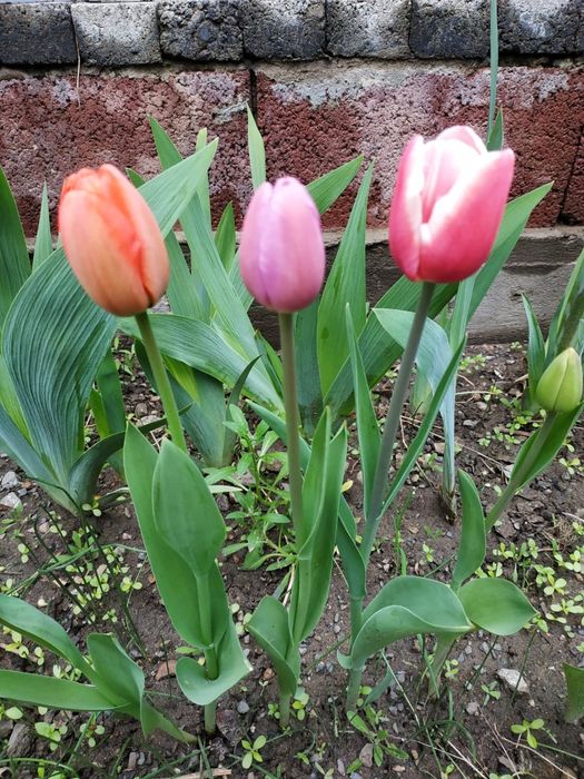 Тюльпаны - луковицы